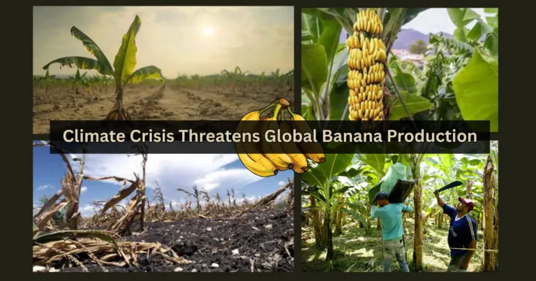 Climate Crisis Threatens Global Banana Production